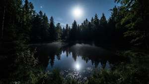 O poiană cu iaz luminat de lună, într-o pădure întunecată. — Pădure întunecată Fundal