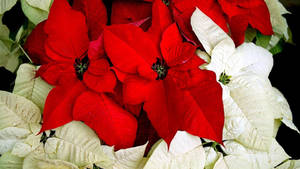 Fond de ecran Poinsettia Roșii și Albe de Sărbătoare — Studio Display Fundal