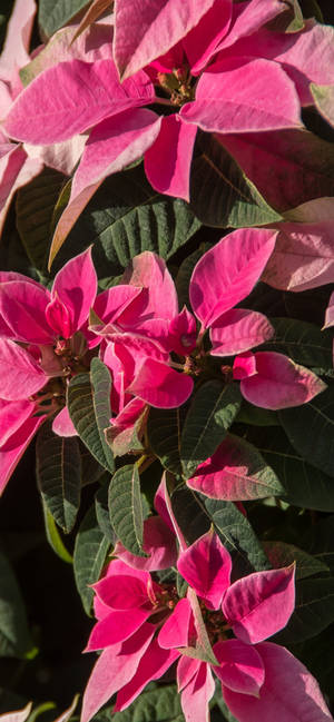 Wallpaper Poinsettia Roz HD — iPhone 15 Pro Fundal