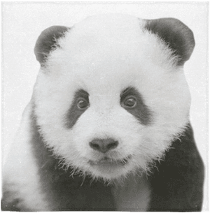 Portret adorabil de panda — Panda Fundal