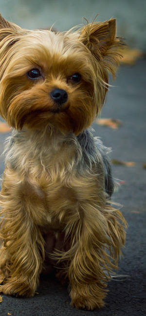 Fond de ecran Portret apropiat Yorkshire Terrier — iPhone 13 Pro Max Fundal