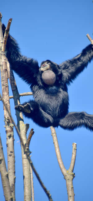 Fundal Iphone Xs Max Gibbon — Galaxy F Fundal
