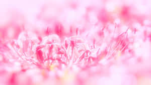 Fundal floral roz