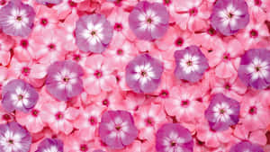 Fundal cu floare roz — Floare Roz Fundal