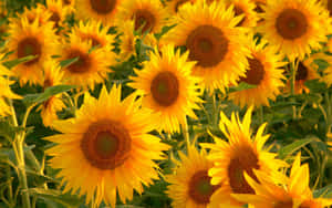 Radiating Sunshine - Fundal Galben Estetic