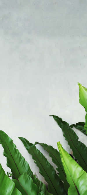 1440x3200 — 1440x3200 Fundal