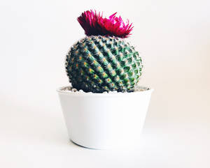 Răsărit Vibrant în Deșert deasupra Cactusului