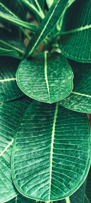 Realme Plantă Tropicală — iPhone 16 Plus Fundal