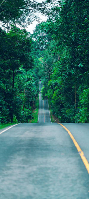 Redmi Note 10 Drum Lung prin Pădure — 20:9 Fundal