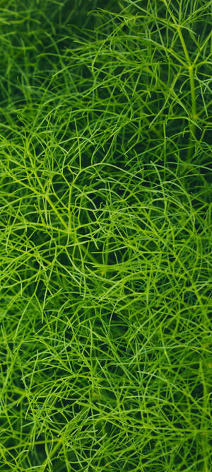 Redmi Note 10 Plantă Verde de Acvariu — Honor GT Pro Fundal