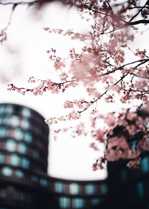 Fond de ecran Sakura în oraș — Oppo Pad 5 Fundal
