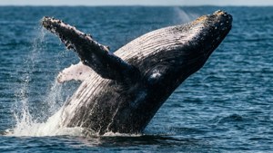Balena cu cocoașă sărind din ocean, stropi de apă. — Ocean Fundal
