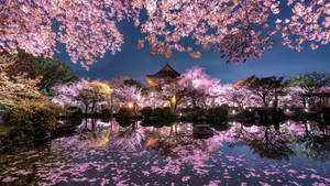 Floare de cireș Japonia — Tokyo GIF Fundal