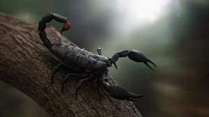 Scorpion negru pe creangă de copac