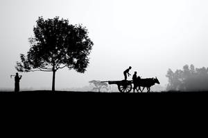 Fond de ecran silhouetă viață la fermă — Zori Fundal
