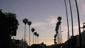 Fond de ecran Siluetă Sunset Boulevard — Sunset Boulevard Fundal
