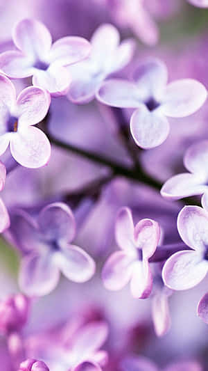Simte frumusețea naturii cu Flower Iphone — Floral iPhone Fundal