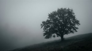 Silueta unui singur copac în ceață cenușie, tapet atmosferic și liniștit.