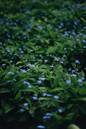Small Blue Flowers Phone — Huawei MatePad 11.5 (2026) Fundal