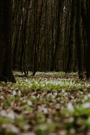 Tapet Sol Verde de Pădure