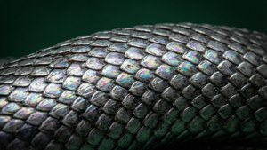 Macro detaliată a solzilor de șarpe Slytherin.