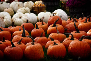 Orange and white pumpkin harvest wallpaper. — Toamnă Fundal