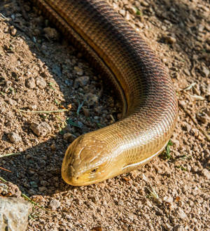 Spectacular Male Glass Lizard on Dry Soil — Honor Magic V Flip 2 Fundal