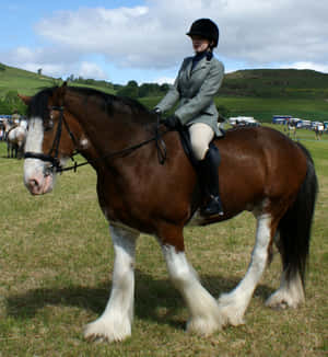 Imagini cu Cai Clydesdale — Galaxy Z Flip 8 Fundal
