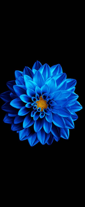 Wallpaper Super Amoled Zinnia albastră — Galaxy Z Fold 6 Fundal