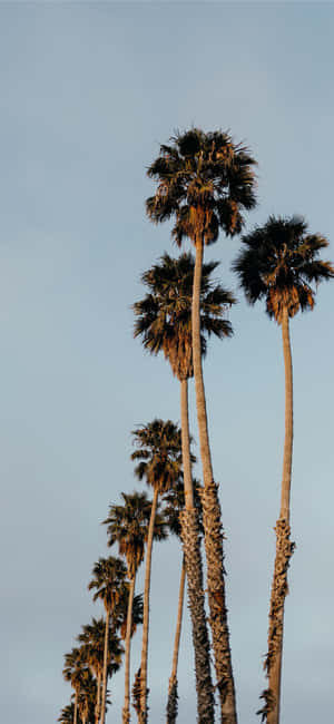 iPhone X California Fundal — Galaxy M36 Fundal
