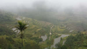 Terasele de orez Banaue în ceață, Filipine — Natura Frumoasă Fundal