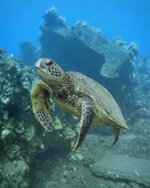 Fond de ecran cu țestoasă verde drăguță în oceanul adânc — Țestoasă drăguță Fundal