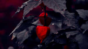 Textul tău nu va fi niciodată mai luminos decât funcția de mod întunecat