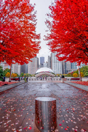 The Bean Chicago Frunze Roșii — Toamnă Fundal