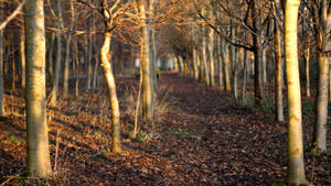 Autumn dried trees with fallen brown leaves on the pathway on a bright sunny day during autumn season. — Toamnă Fundal
