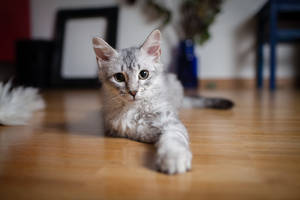 Pisică gri cu ochi verzi și blană pufoasă pe podea, întinzându-și labele spre tine. Animale drăguțe.