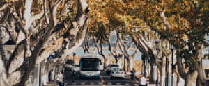 Toamnă,Platan,Peisaj,Ora de Aur,Pace,Cinematografic,Natură,Stradă,Pitoresc,Drum