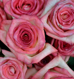 Pink Color Roses Close Up — Honor Magic V5 Fundal