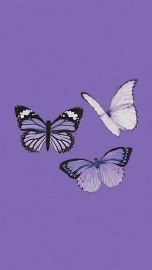 Imagini estetice violet — Mov pastel violet Fundal