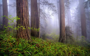 Trunchiuri Texturate de Copaci din Parcul Național Redwood — Ceață în pădure Fundal