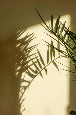 Umbra de palmier estetică — Estetică plantă Fundal