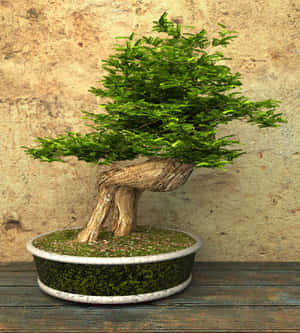 Imaginați cu bonsai — Galaxy Z Flip 8 Fundal