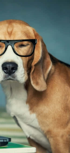 Poze cu Câini Beagle — Honor Play Fundal