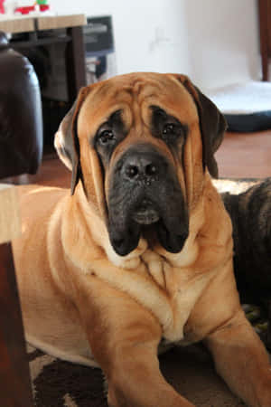 Imagini cu English Mastiff — Huawei MatePad Fundal