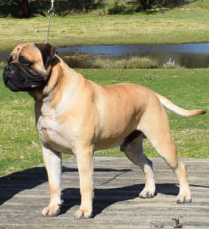 Imagini cu Bully Dog — Galaxy Z Flip 8 Fundal