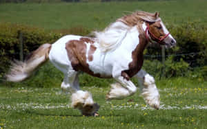 Fundal cal drăguț — Cal Fundal