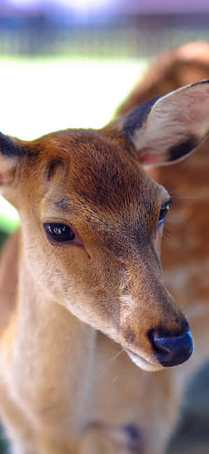 Cute Animal Iphone — iPhone 16 Plus Fundal