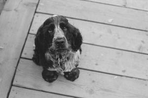 Tapet cu Cocker Spaniel adult privind cu ochi de cățeluș