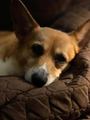 Imagini amuzante cu Corgi — iPad Pro 13 Fundal