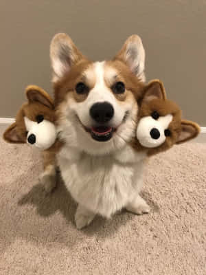 Imagini Amuzante cu Corgi — iPad a 9-a generație Fundal